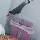 بغباء كاسكو