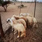 طليان ورخال للبيع