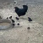 دجاجه عليها فروخ للبيع