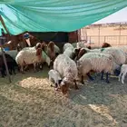 للبيع نعيمي