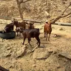 فحول للبيع صنف عدد 5