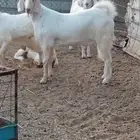 تيس للبيع