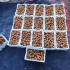روثان العيص