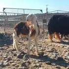 خروف مشروع فحل عمره 2شهرين و10ايام
