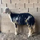 للبيع فحل نجدي