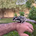 سنجاب الطاير قلايزر