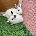 ارانب قزمي