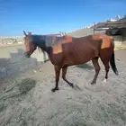 فرس للبيع مستعجل 4500