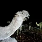 قعود اوضح تمامي