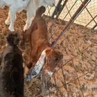 معزاء عوارض