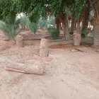 يوجد نخيل زينة يختلف في الطول 5متر6متر7متر