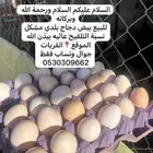 بيض دجاج بلدي