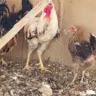 دجاج