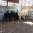 ذبايح التيوس واجفار ورخل وطليان