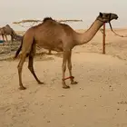 بنت الشاعر العاصفه