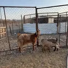 عنز صنف تحتها 2
