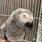 للبيع ببغاء افريقي متكلم