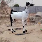 جفره فاخرة للبيع