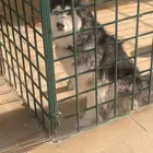 هاسكي
