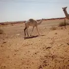 حاشي لباني عمره 10 شهور يرضع امه للحين