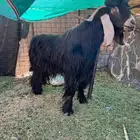 فحل عارضي مشروط