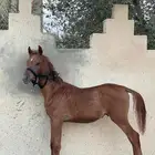 مهر واهو لم يسمى
