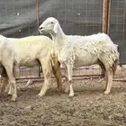 ضأن حريات بعيالها
