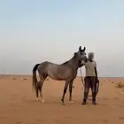 مهره شعبيه