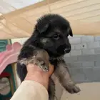 كلب جيرمني اصلي بيور جرو