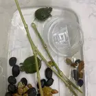 سلاحف للبيع ب 30 ريال