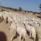 غنم حريه حرش طيبه مقنوي مراح واحد دفيع ومضاريع
