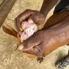 عنم للبيع