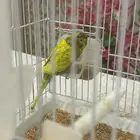 طير بادجي ذكر   القفص   اكل