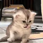 قطط