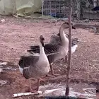 وز عراقي
