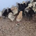 صوص بلدي مشكل