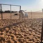 تيس للبيع