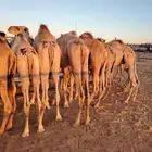 سواكن