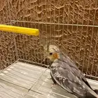 طير كروان للبيع اول البدل