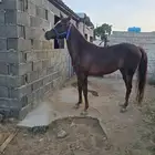 فرس شعبية