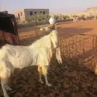 تيس فحل للبيع