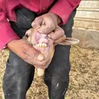 بربرية