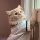 قط ذكر شيرازى للتبنى