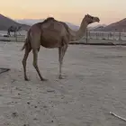 ناقه لقحه برابعها بنت شاهين حمدان