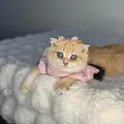 ذكر سكوتش فولد نوع نادر للبيع