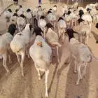 تيوس صومالي تربيه وجديد