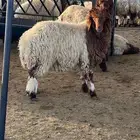 بيع بهم