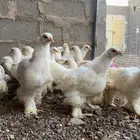 دجاج براهما