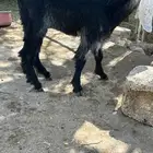 جفره عارضيه ترضع من اي شيء شرط