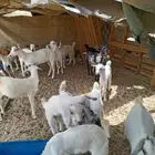 معزا البيع